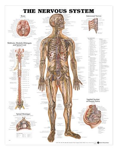 Nervous System Human Wall Chart 20″ x 26″ Laminated LFA #98949 SPECIAL SALE WOW!
