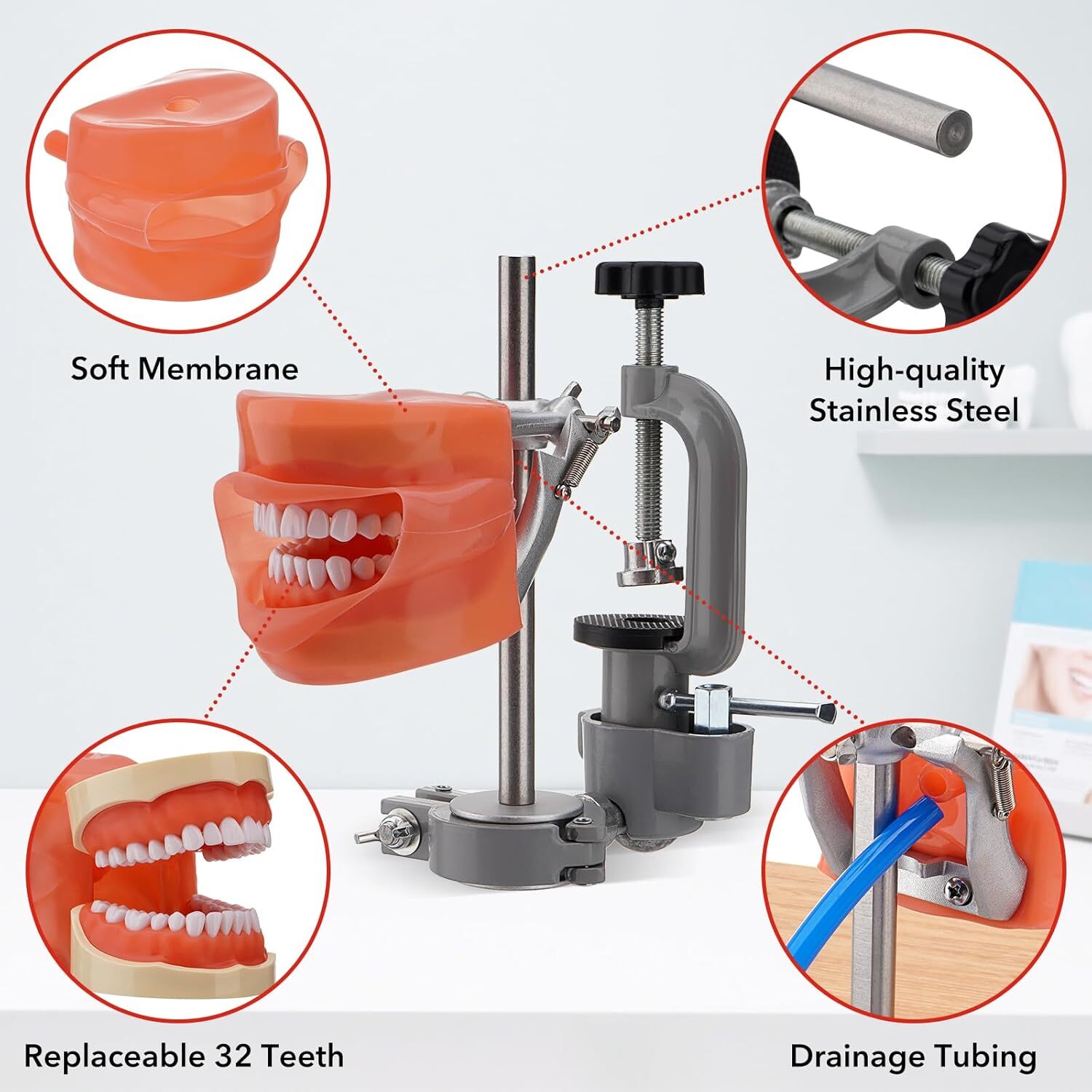New Dental Simulator Mannequin Head Teeth Model Typodont Model &Teeth Mount Pole